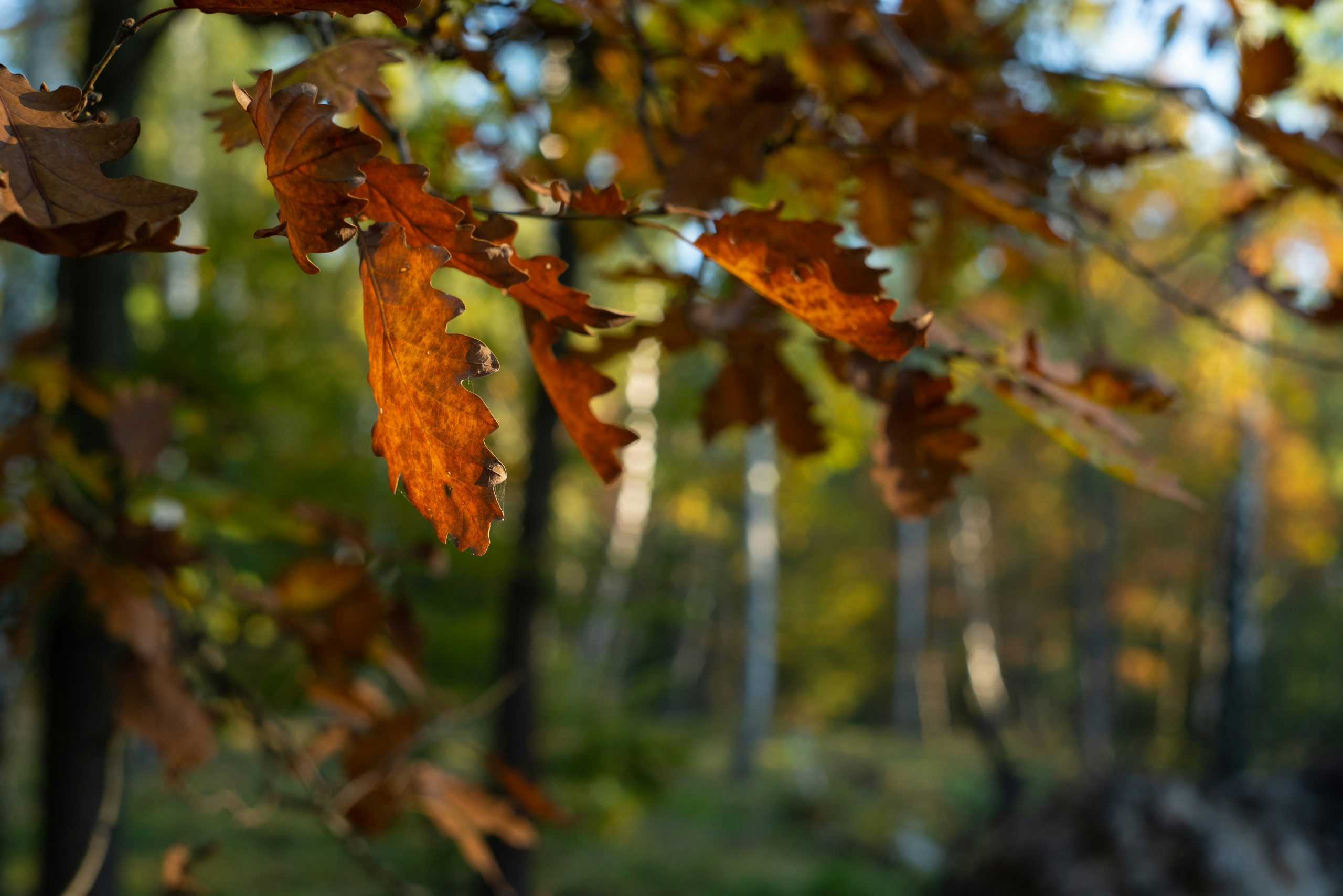 Foto: Jacek Ulinski - Unsplash Klein maar Evelijn - ecologisch ontwerp en advies