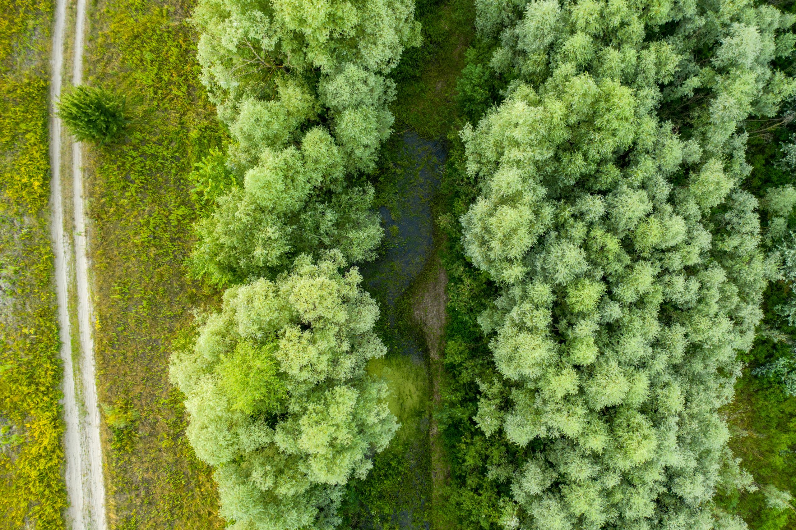 maksym-diachenko-O8CQ-Renadg-unsplash