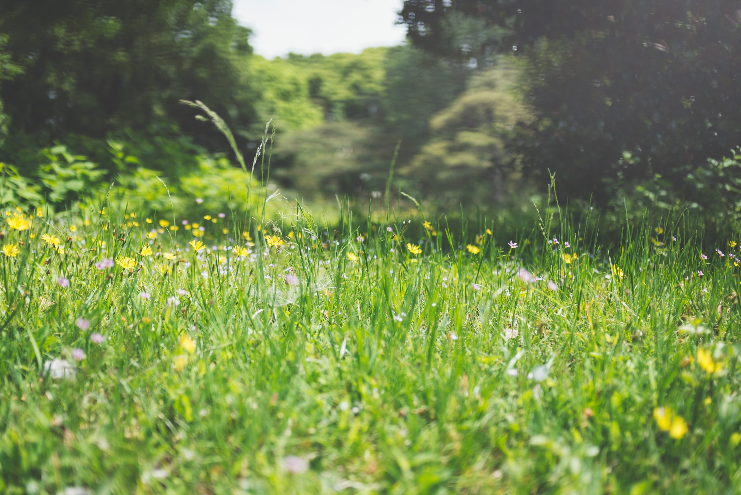 masaaki-komori-X0flzW2kaIo-unsplash Klein maar Evelijn - ecologisch ontwerp en advies