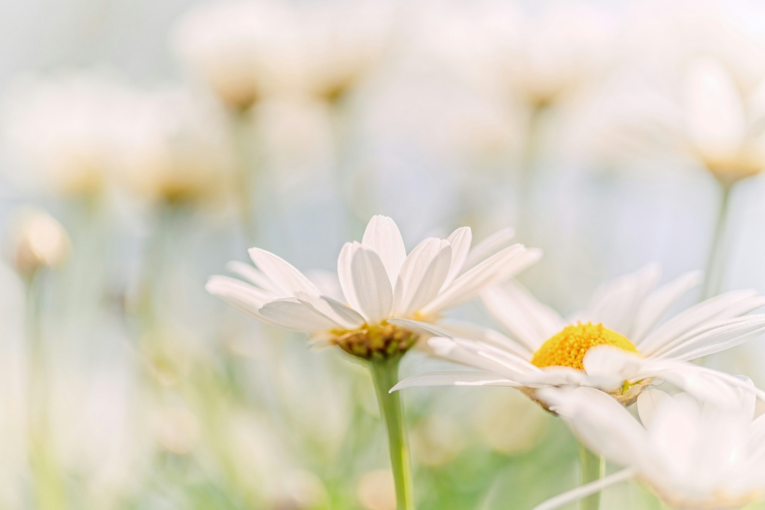 natalie-kinnear-0bDyjhXyp9g-unsplash