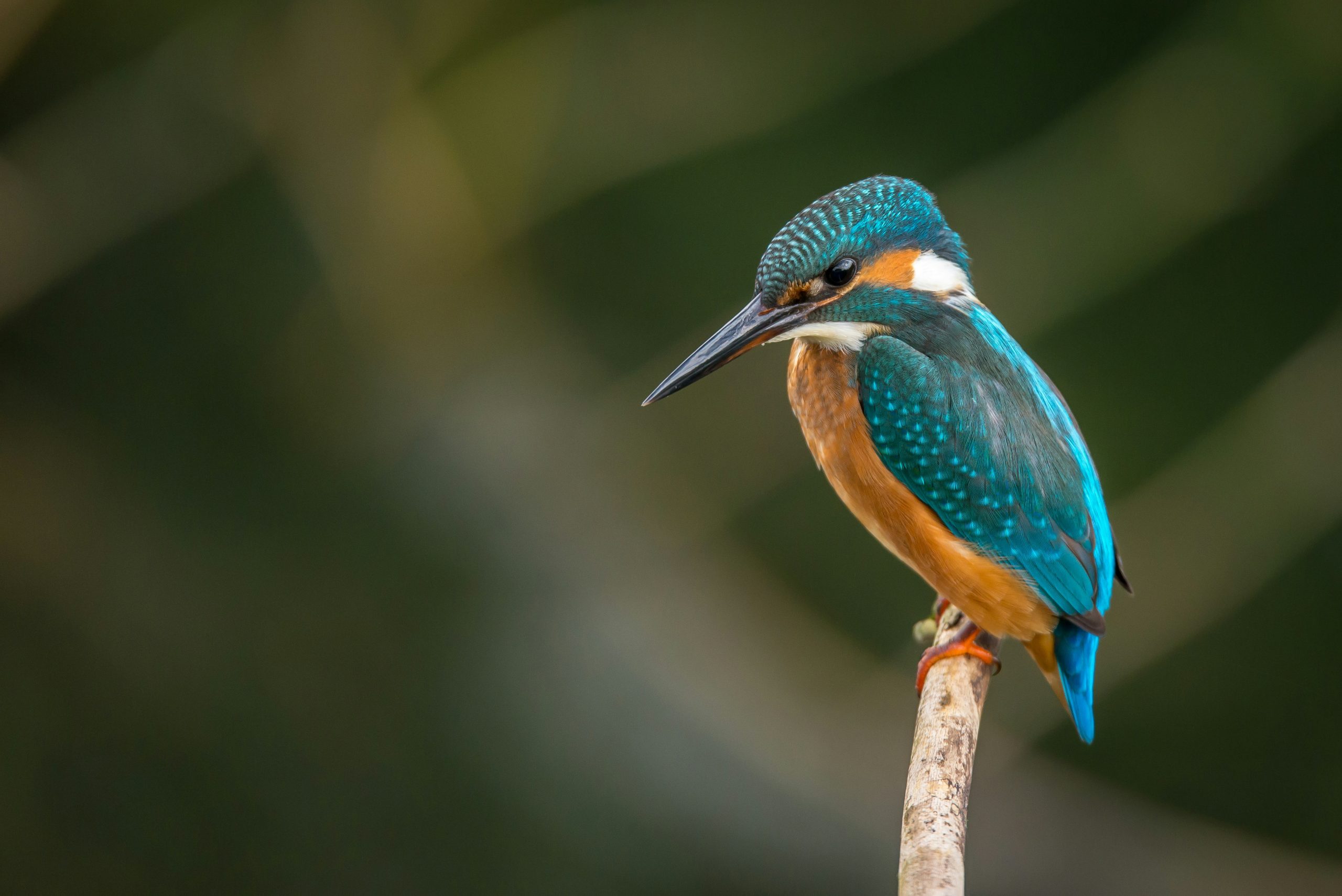 Vincent van Zalinge - Unsplash